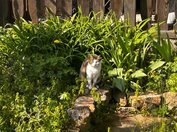 Photo d’un chat au milieu des herbes 