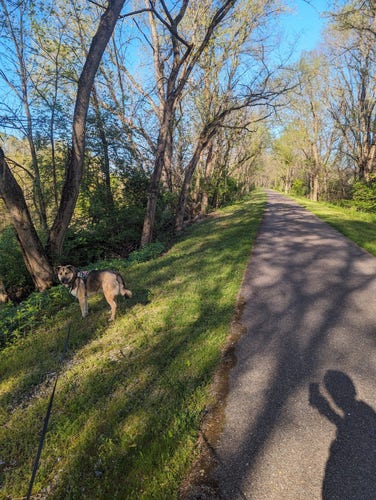 A paved bike path surrounded by green trees and a blue sky a dog is looking back at the photographer and the photographers Shadow is silhouette on the bike path