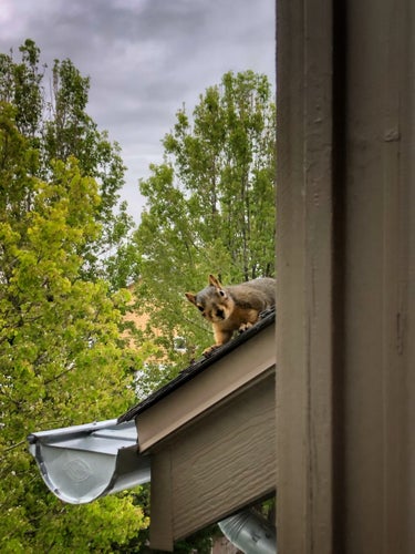 Brown squirrel, perched on a roof overhang, peeking around the edge of my balcony, and looking directly into the camera with an expression that says “Well, what are you gonna do about it?” Leafy tree tops on the background. 