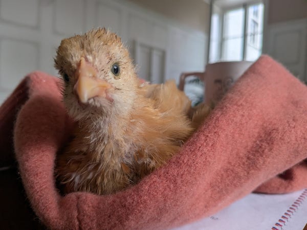 Baby buff Orpington resting in a jumper