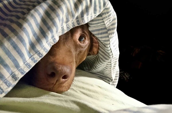 Piesek patrzący jednym okiem spod kołdy,

A dog looking from under a duvet with one eye.