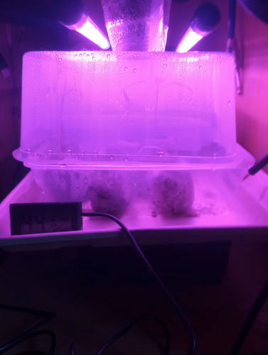 Translucent pllastic box containing seedlings, overhead lights, hygrometer