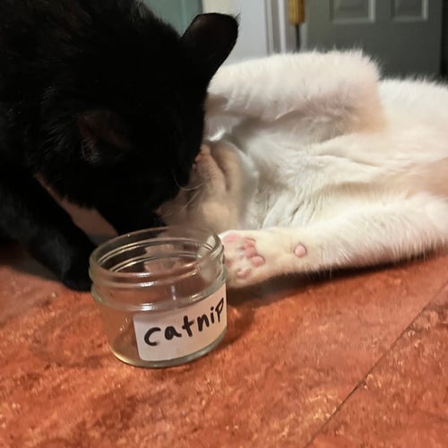 white cat on her back, black cat nuzzling in; empty catnip jar in foreground