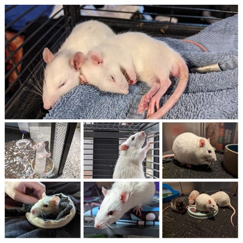 A collage of photos of a companion rat with white fur and black eyes. 
1. As a sleeping youngster with his brother
2. At the shelter, standing up and looking out the side of a glass tank
3. Climbing the side of a cage
4. Having a snack and looking mysterious
5. Snuggling in a sweatshirt
6. Sticking his head out of his cage with curiosity
7. Occupying a foraging toy with his buddies