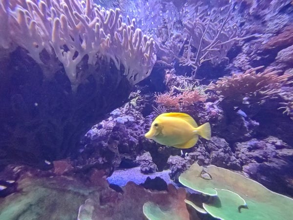 A yellow tang (fish) amongst coral in an aquarium 