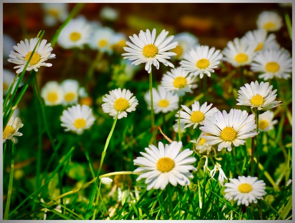 A cluster of white daisy flowers with yellow centers growing in green grass.