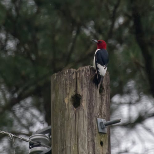 A chunky woodpecker with a bright red head, white underparts, and black wings & tail marked by a striking snow-white band sits very erect in a gloomy light. Its perch is a wooden telephone pole with several visible holes already pecked into it. (Pretty sure they nested here a couple of years ago)  Photo by Peachfront.