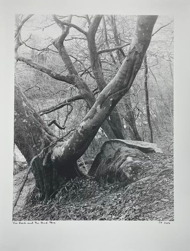 Black and white print of a tree and a rock on a hillside.