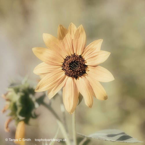 A sunflower with pale yellow petals and a dark brown center stands out against a soft-focused background. The photograph has a warm, vintage feel to it, evoking a sense of nostalgia or gentle summer days. I processed this photograph with several effects to give an ethereal look.