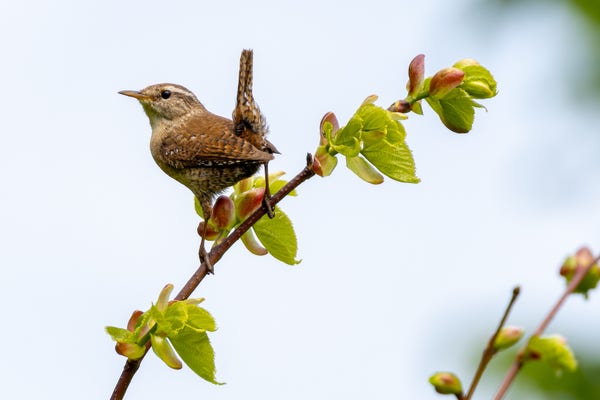 A photo of a Eurasian Wren holding on to a thin branch. It is holding its tail vertically into the air. 
