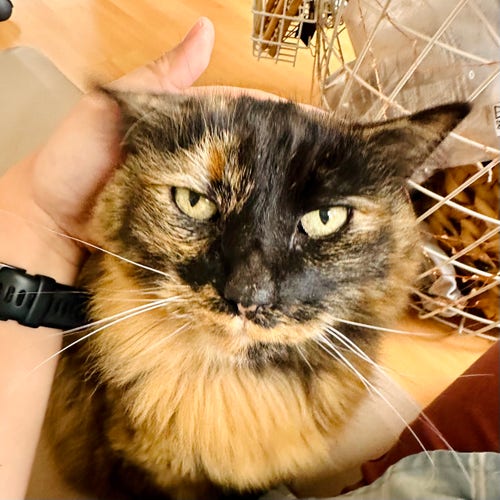 A tortie cat getting her head petted and ears squished 