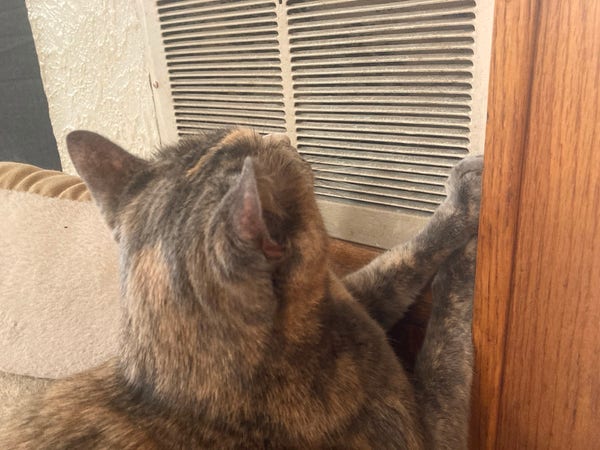 A cat at a heating vent.