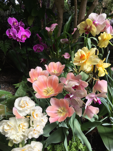 A colorful display of blooms: white ruffled daffodils, peach tulips, yellow and orange daffodils, both white and pink orchids speckled with dark pink and some bright fuchsia orchids.
