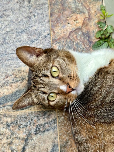 A green-eyed tabby cat with white, gray and brown tones on a granite floor of matching colors. Portrait showing only head and chest
