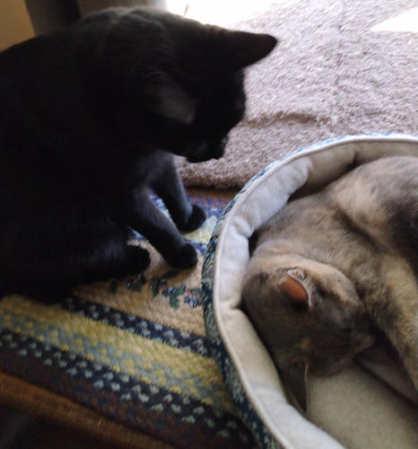 A black cat is sitting upright looking down at a  grey, orange and white dilute tortoiseshell cat that is sleeping in her cat bed.
