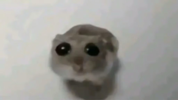 Sad hamster with big eyes, i just find it funny 🤷‍♂️