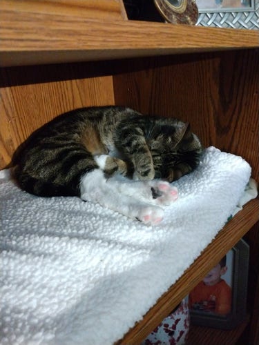A 1 year old tabby cat is sleeping soundly on a soft fuzzy blanket inside a compartment in a bookcase/entertainment center.  She is covering her face with one foreleg.  Her two white hind feet are showing off her pink toe beans.