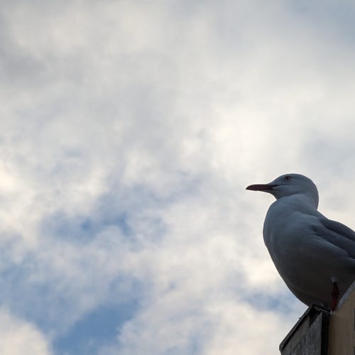 A seagull on a street sign watching me watching them 