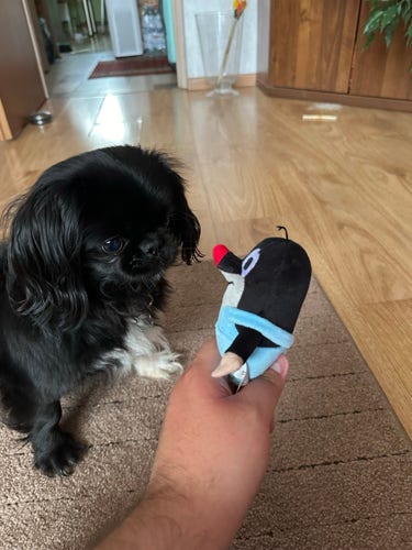 A black dog looking at a plush mouse toy being held by a person's hand inside a house.