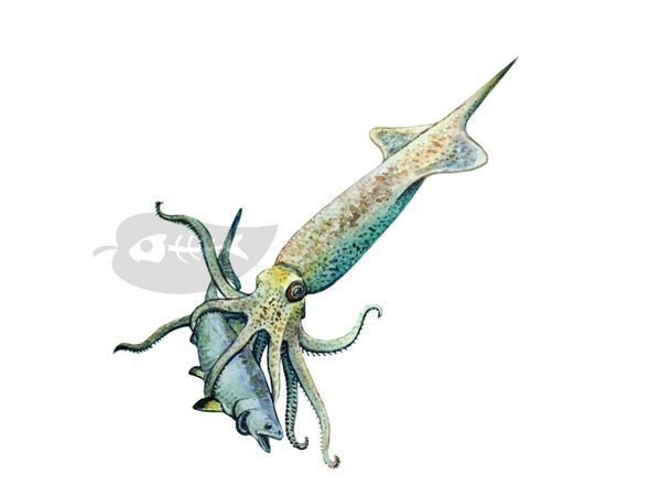 A watercolour painting of a belemnite catching a fish.