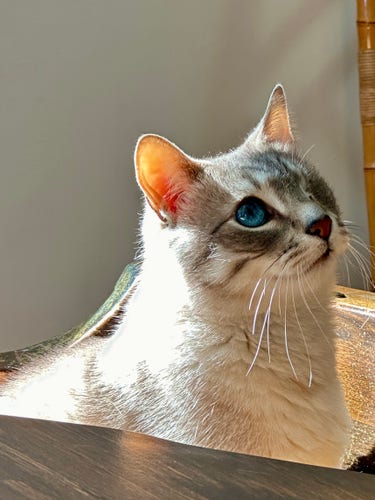 Doots, a one-eyed Lynx Point Siamese cat, looking up to the right as the sun’s glow from a nearby window filters through his ear, making it glow. 