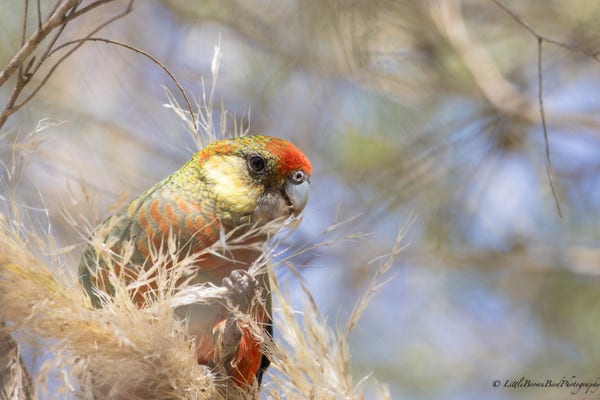 A young western rosella eating grass seeds