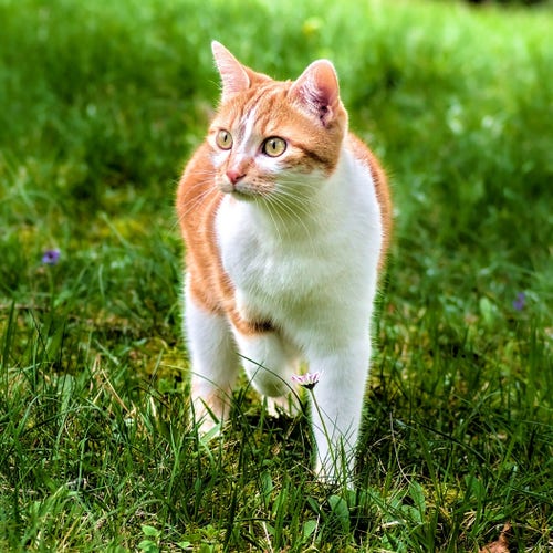 Un chat roux et blanc dans l'herbe, une petite fleur est juste devant lui