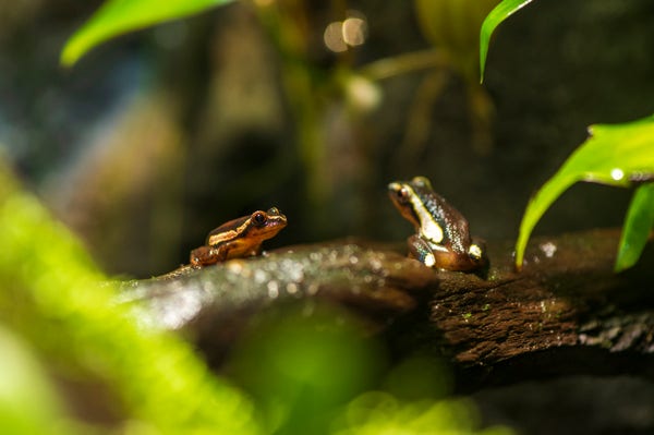 A pair of African reed frogs, which are tiny brown frogs with two large white striped running along its sides. the stripe is outlines with a golden line and a black thicker band