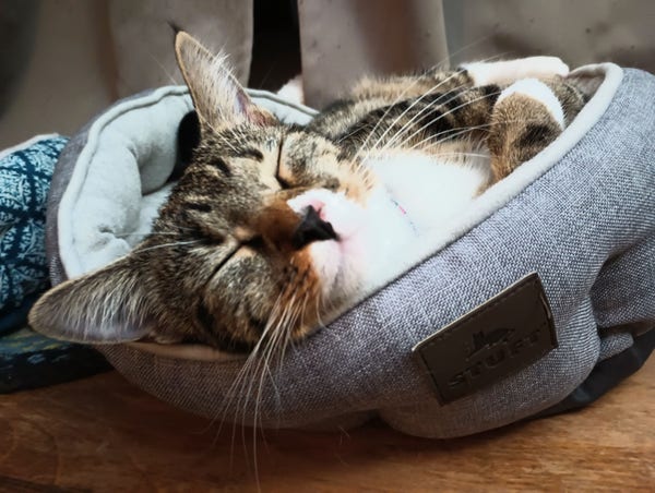 A young tabby cat is sleeping peacefully in her cat bed.  She is lying on her side with her head slightly hanging over the side of the bed.  Her long white whiskers are sticking out from her face.