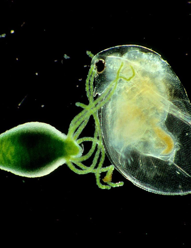 Live water mount of Hydra viridissima (freshwater cnidarian) capturing Daphnia pulex (freshwater crustacean). Dr. Stephen Lowry. University of Ulster. Darkfield Magnification 10x