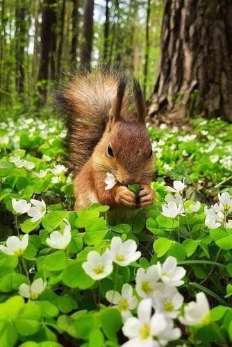 Just a squirrel being cute