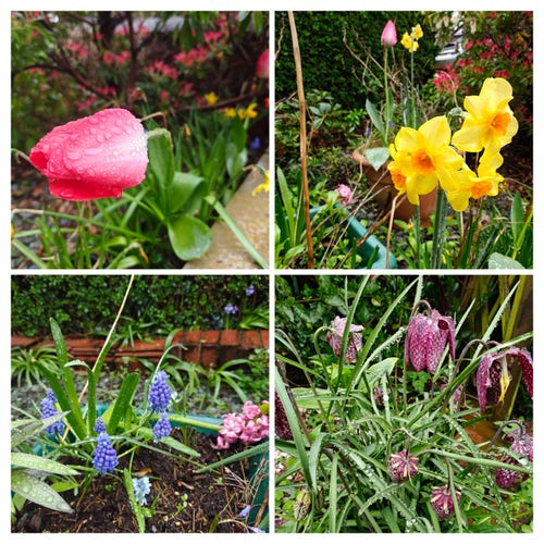 Four photos as a collage. A pinky red tulip. Yellow and orange mini daffodils, blue bobbily flowers I don't know the name of and purple checkered snakeshead flotiaeiws 