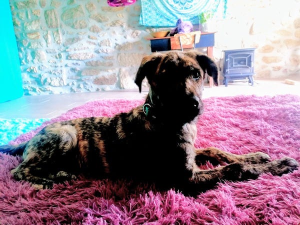 Big, brindle puppy on a pink fluffy blanket. 