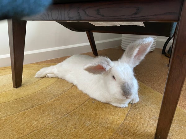 Chuck the bunny lying in a relaxed pose with his feet sticking out under a chair in my office 