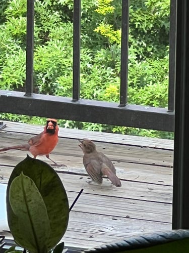 Photograph of two cardinals sitting on a patio. One is a red adult male cardinal with seeds in its mouth. The other is a brown fledgling cardinal begging for food by flapping its wings and opening its mouth.