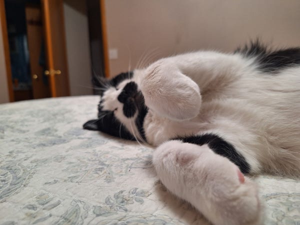 Otis B. Driftwood, a tuxedo cat, snoozes on the bed.
