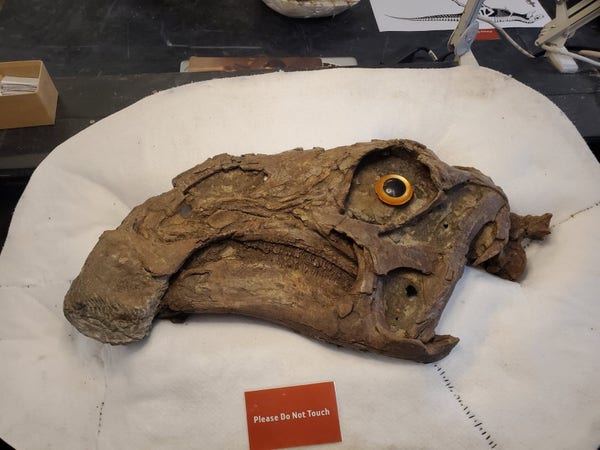 The brown skull of a juvenile Gryposaurus sits in a white archival jacket, its snout pointed to the left. A large fake orange eye sits in its orbit, and a red sign below the skull says, 'Please Do Not Touch.'