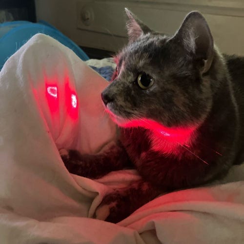 A dilute tortoiseshell cat gets ready to pounce on a hill of bedsheet, which is being painted with a laser pointer, with the red light showing under and from behind so that it illuminates her white chin.