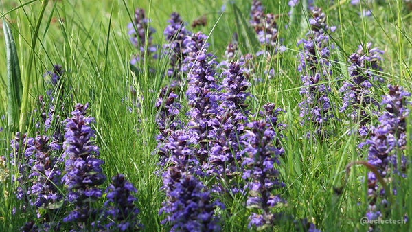 A close up photo of a garden lawn, with long green grass and purple flowers (bugle/ ajuga). The flowers are towers of purple petals, about the same height as the grass, which has a couple of months growth on it.