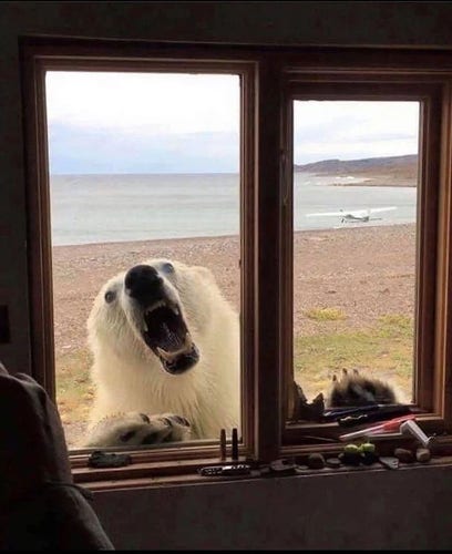 A polar bear looking through a cabin window.