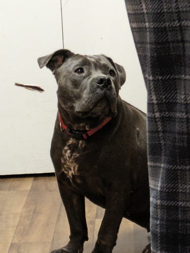 Luna, a blue gray pit bull, looks up hopefully as her human makes a sandwich. 