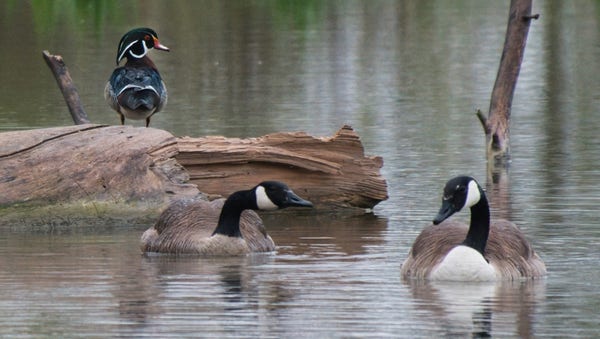 A male Wood duck - dark green and black with white edges and red bill - is looking over his shoulder at a couple of Canada Geese that are clearly in the middle of some kind of discussion.