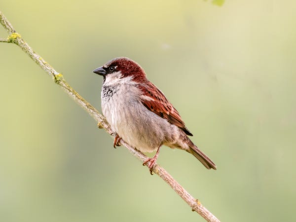 A male House Sparrow (a brown bird with white underside) perched on a branch in profile.
