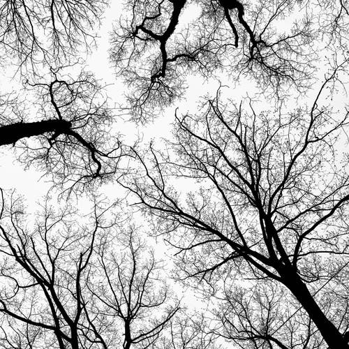Bare tree branches from several trees join together overhead against a bright sky, creating a natural silhouette.