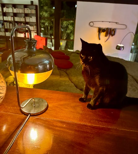 A black cat sits on a wooden surface looking at an old desk lamp with an orange glow. In the back one can see a huge rock, a work of art and a large shelf with books . Through the windows green plants appear.