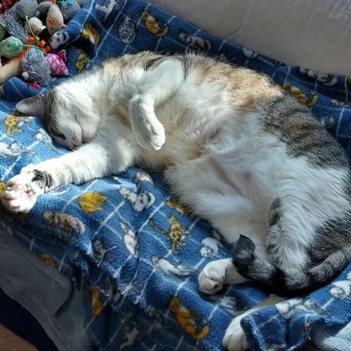 A large tabby and white cat lies on his back on his cat print blanket in the sun. 