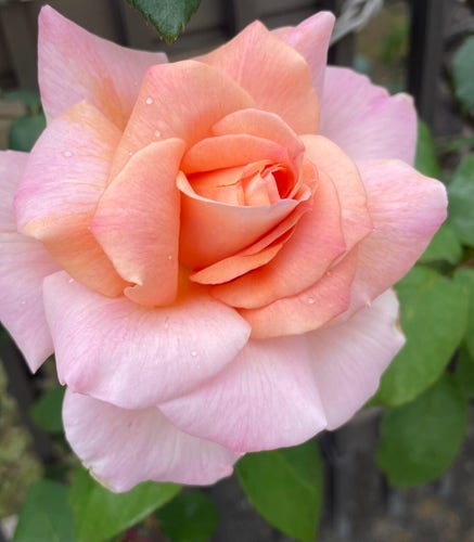 A single pale orange rose bloomed in May.
The pale gradation of white, orange and pink is beautiful.
The petals have a few raindrops on them.