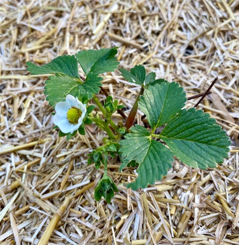 A strawberry plant with green leaves and a white flower against a straw-covered ground.