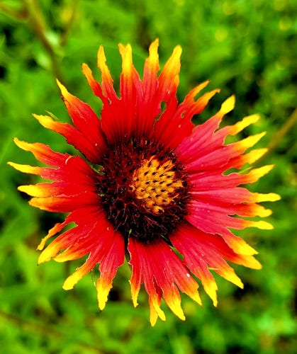 A red flower with bright yellow edges that look like flares. Dark brown filaments but yellow filaments in the center. Blurry green vegetation in the background.  