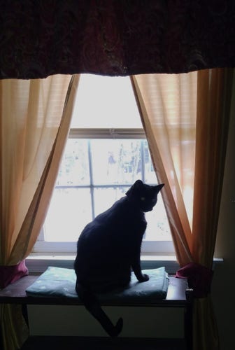 A big black cat is sitting by a window on a soft  pad on a bookcase.  He is looking over his shoulder at something on the right.  The window is framed with a dark red valence and gold curtains.